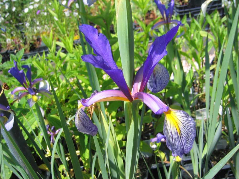 Iris spuria 'Premier' (Steppen-Schwertlilie)